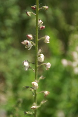 Verbascum blattaria