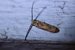 Tenomerga cinerea