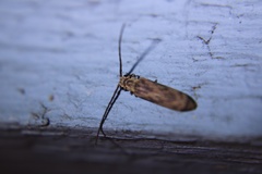 Tenomerga cinerea