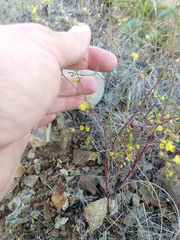 Hesperolinon bicarpellatum