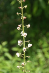 Verbascum blattaria