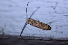 Tenomerga cinerea