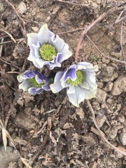 Anemone drummondii