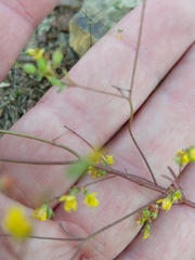 Hesperolinon bicarpellatum