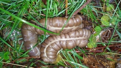 Phascolarctos cinereus
