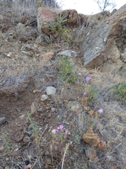 Hesperolinon bicarpellatum