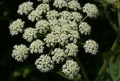 Heracleum maximum