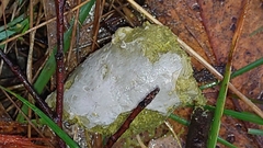 Phascolarctos cinereus