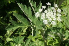 Heracleum maximum