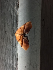 Plagodis phlogosaria