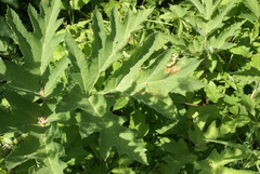 Heracleum maximum