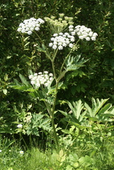 Heracleum maximum
