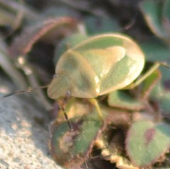 Chlorochroa viridicata