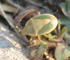 Chlorochroa viridicata