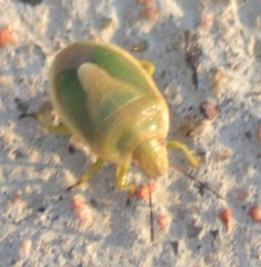 Chlorochroa viridicata