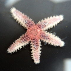 Asteriidae