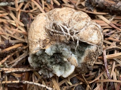 Trappea darkeri