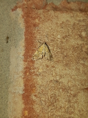 Elophila icciusalis