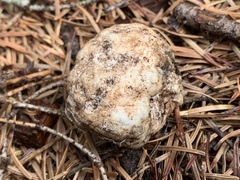 Trappea darkeri