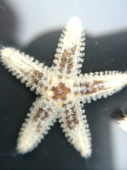 Asteriidae