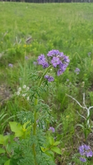 Phacelia franklinii