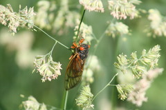 Magicicada septendecula