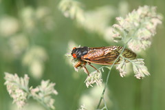 Magicicada septendecula