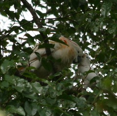 Cacatua moluccensis