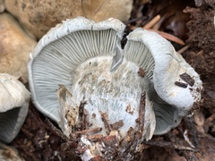 Hygrophorus caeruleus