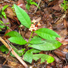 Ixora chinensis