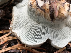 Hygrophorus caeruleus