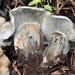 Hygrophorus caeruleus - Photo (c) Damon Tighe, some rights reserved (CC BY-NC), uploaded by Damon Tighe