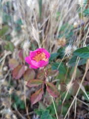 Rosa spithamea