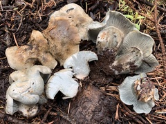 Hygrophorus caeruleus