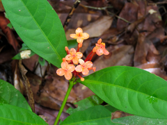 Ixora chinensis