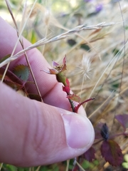 Rosa spithamea