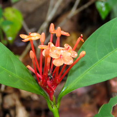 Ixora chinensis