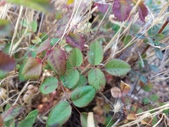 Rosa spithamea