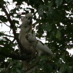 Cacatua moluccensis