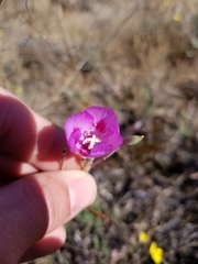 Clarkia gracilis sonomensis