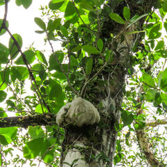 Hydnophytum formicarum