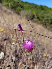 Clarkia gracilis sonomensis