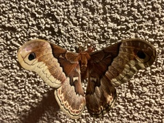 Callosamia angulifera