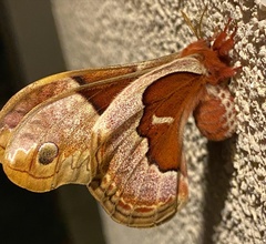 Callosamia angulifera