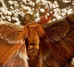 Callosamia angulifera