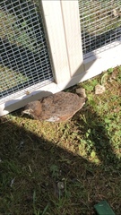 Coturnix