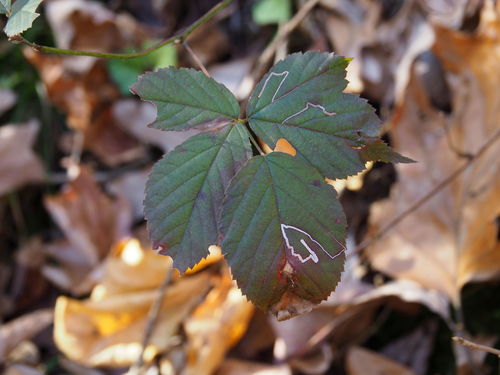 Stigmella villosella photo 3
