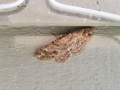 Melanolophia imitata