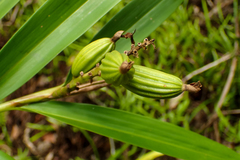 Alpinia oxymitra