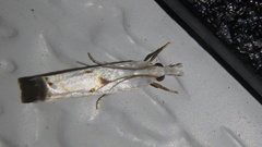 Microcrambus biguttellus